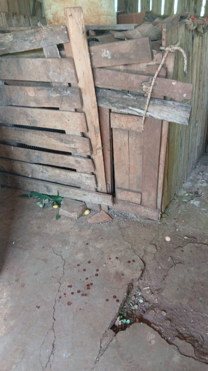 Un hombre sufrió graves heridas tras ser atacado por un coatí que mantenía en cautiverio en San José 2